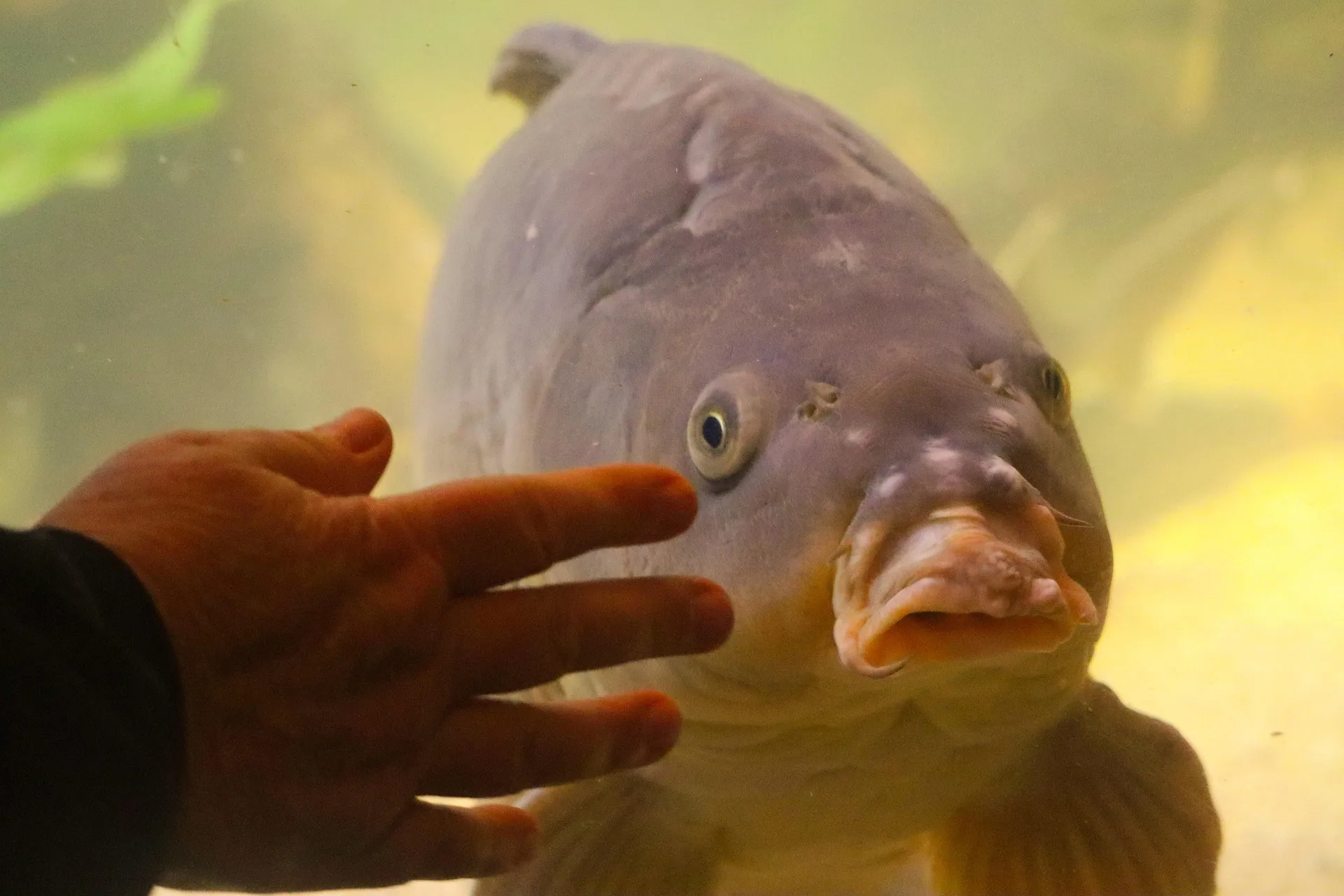 A hand reaches toward a fish that is clearly not interested