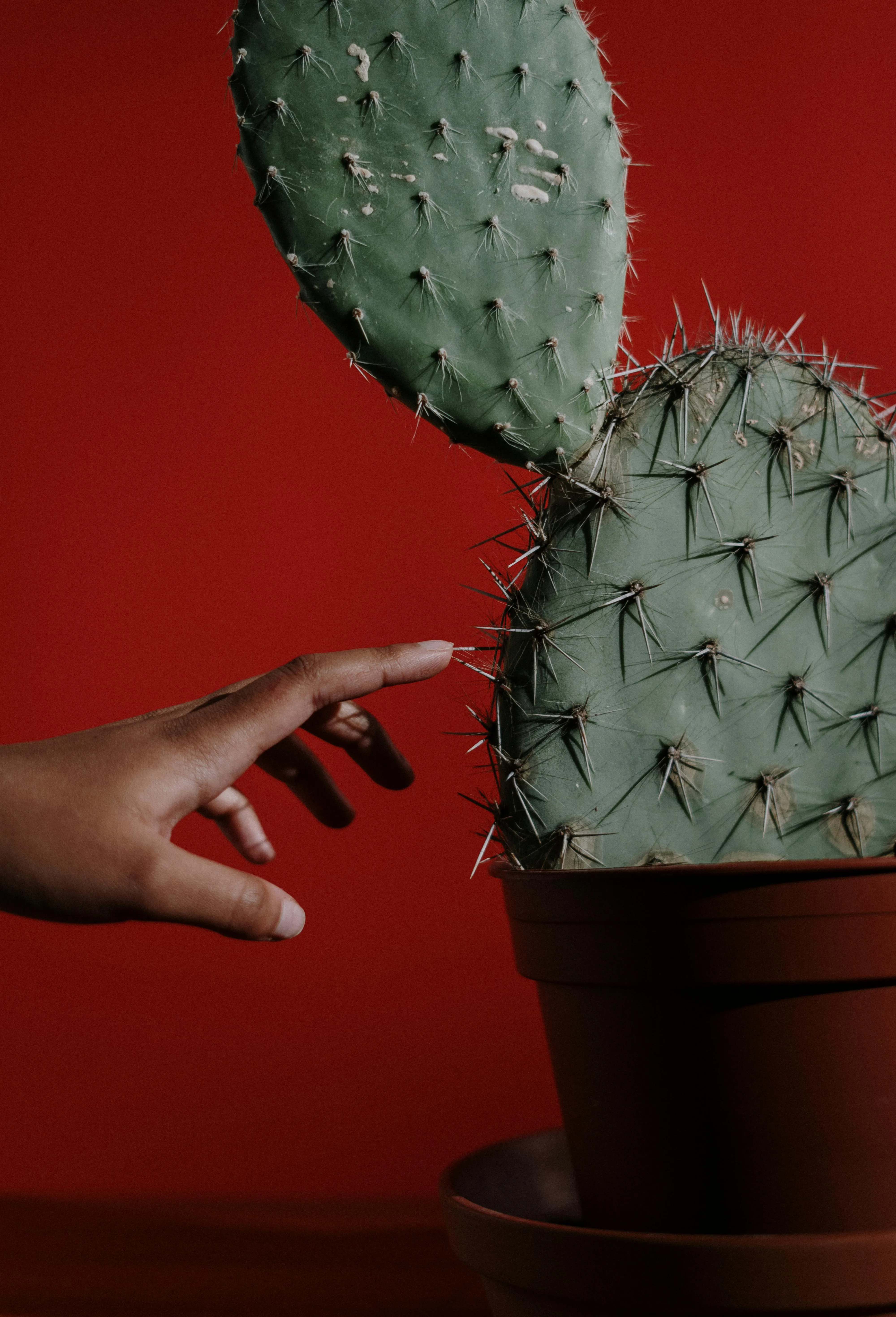 A finger delicately poking a cactus thorn