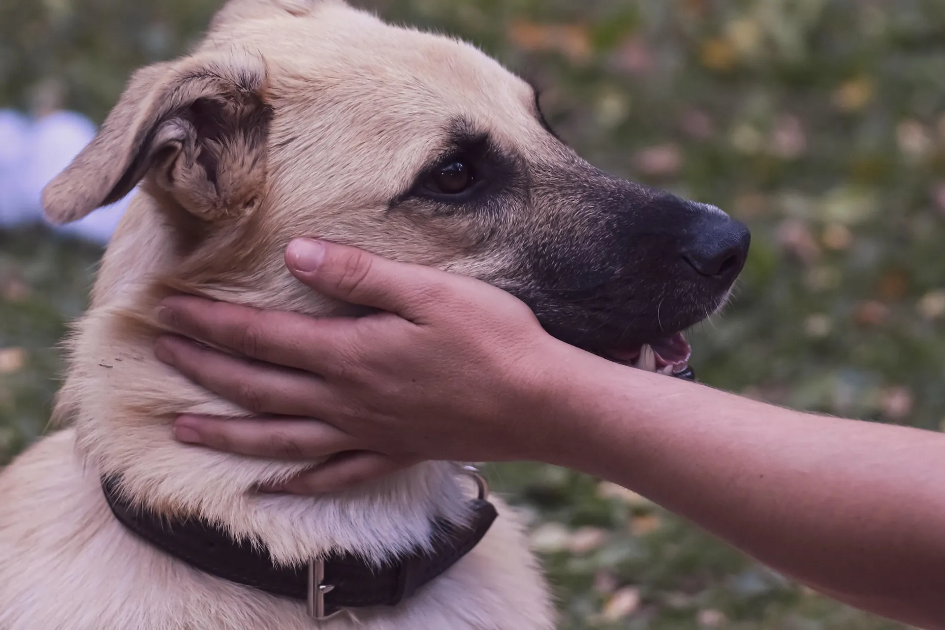 A hand reaching in to touch a dog's face without invitation
